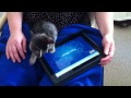 Ringo Wins at iPad Game - Cat Fishing