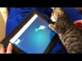 Ringo Wins at iPad Game - Cat Fishing
