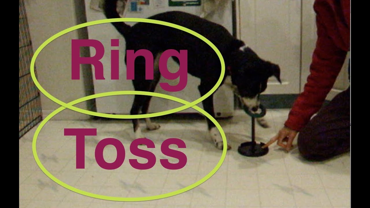 Ring Toss With Dogs - Youtube