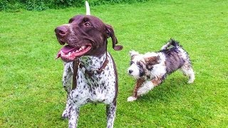 PUPPY MAKING FRIENDS!