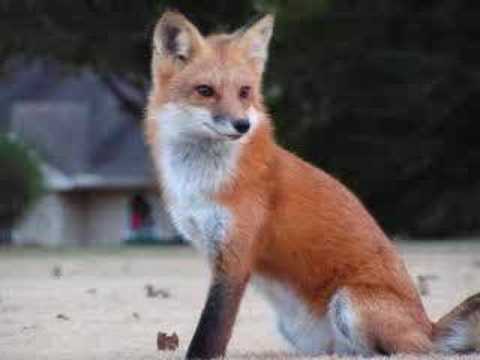 fox look foxes pet they pets red