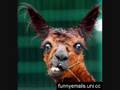 Funniest Animals Ever! Please Watch!!! - Youtube