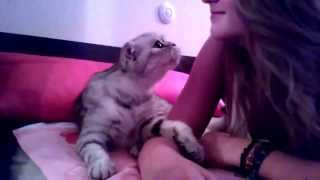 Прикол ! Ласковая кошка просит поцелуйчик - Joke! Affectionate cat asks kiss