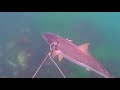 Blue Water Spearfishing in Baja.m4v