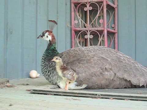 Baby Peacocks on Day One of Life! - YouTube