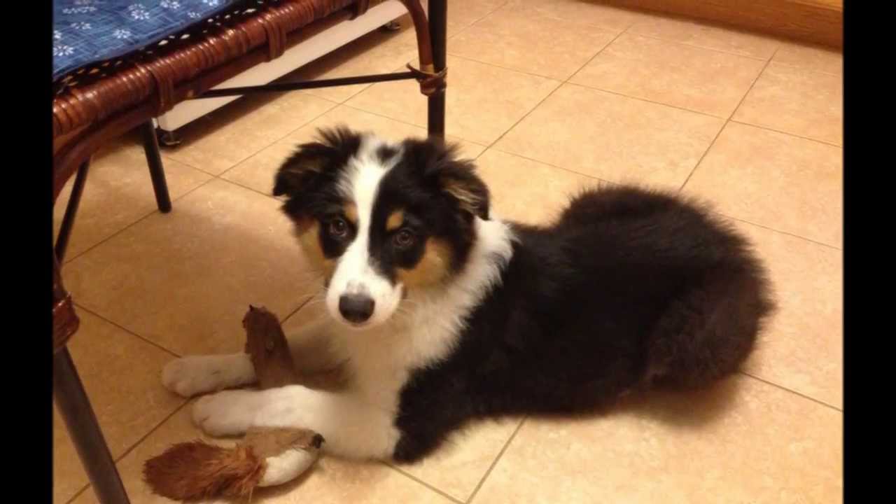 Australian Shepherd Puppy Growing YouTube