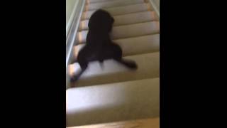 Puppy "walking" down the stairs in his own style