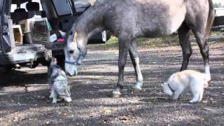 小さい馬とデカイ犬