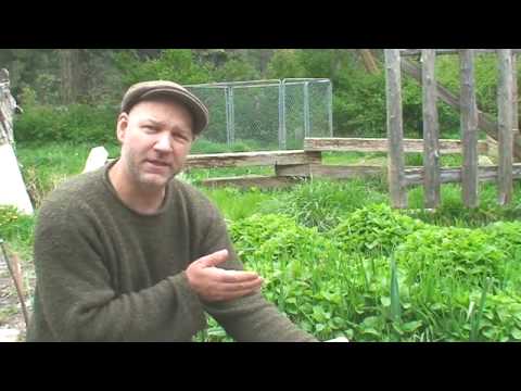 'How To Plant a Salad Garden' on ViewPure
