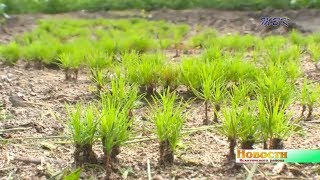 Агротехнологи с ученической скамьи. В школе с.Тальменка открывают спецкласс и закладывают вегетарий