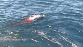 Giant Mako Shark attacks swordfish boobytrapfishingteam.com