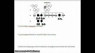 images Amoeba Sisters Video Recap Pedigrees Answers Pdf youtube