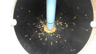 Using Its Patented Auger System The Capsule Throws Out Nearly All
