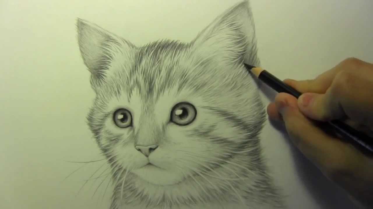 Kedi Çizimi YouTube
