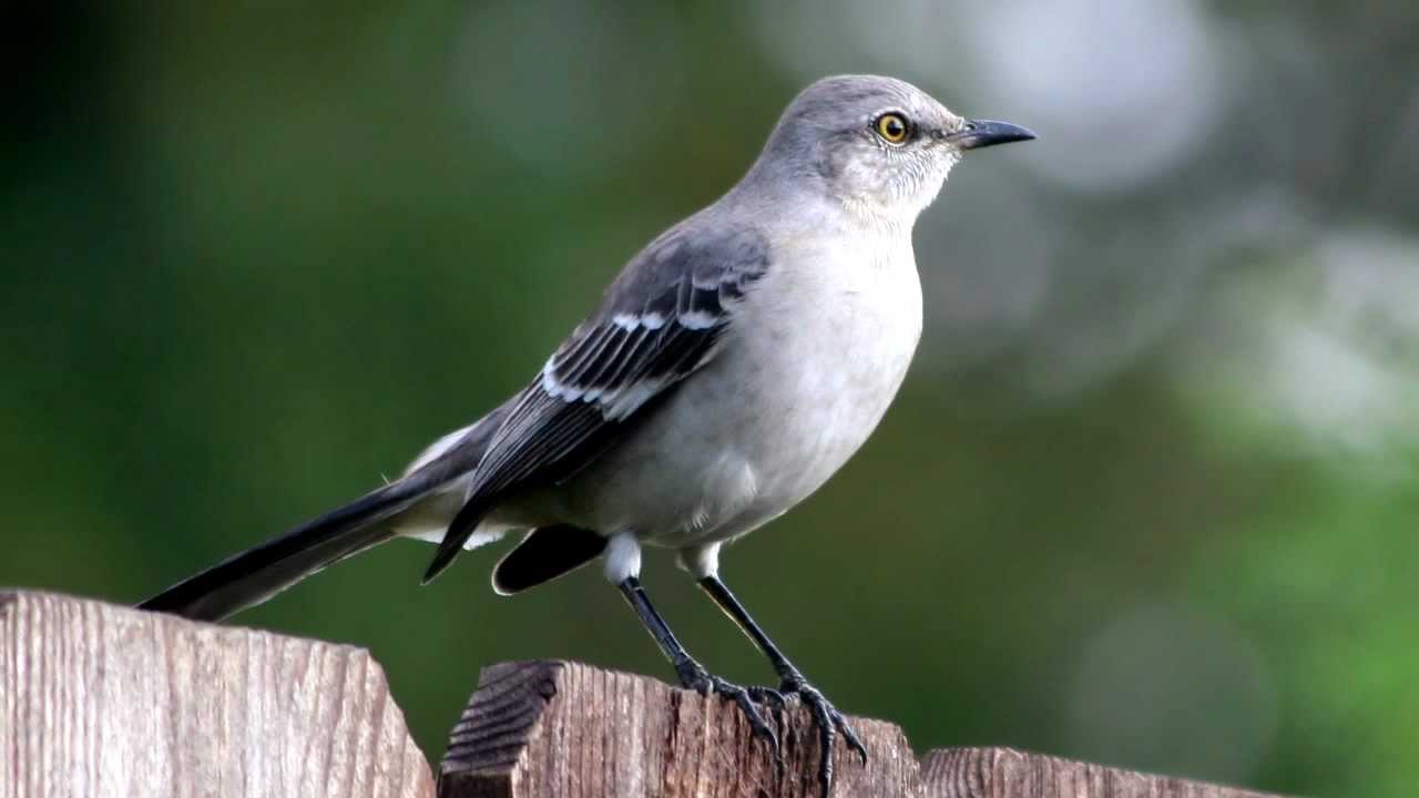 mockingbird call bird song youtube mockingbird call bird song youtube