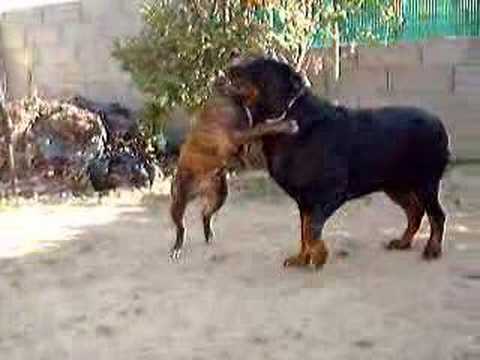 staff rott 0 Pit Bull Fight