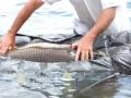 23kg 700 carpe commune etang carp nokill95 poste 1 du heron