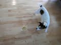 Duck vs. Pup