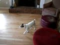 Duck vs. Pup