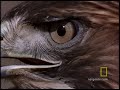 Red-Tailed Hawk vs. Rattler
