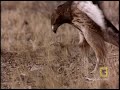 Red-Tailed Hawk vs. Rattler