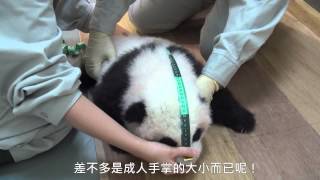 圓仔100天大囉！100 Days Old Baby Giant Panda！