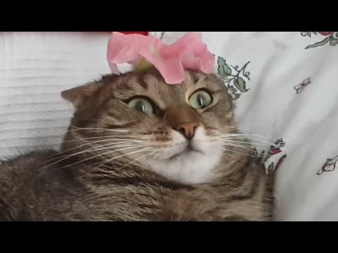 Funny Kooky Cats Video Pet Compilation 2016