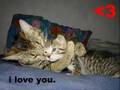 Caturday III