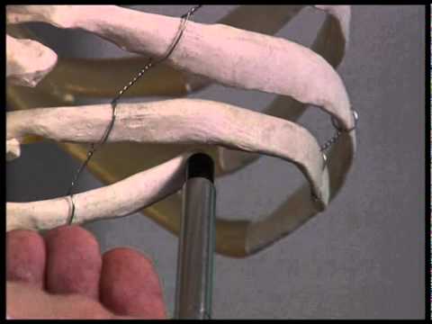 Osteopathic Examination of the "Floating" Ribs 11 & 12 HVT.mpg - YouTube