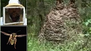 Jonathon Simkins kills wasps, Frightening wasp nest containing more than a million yellow jackets.