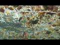 Marine debris: The Pelagic Plastic Plague