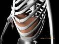 Vue du diaphragme en 3D
