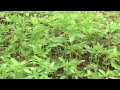 Bernard Menadier cultivateur de chanvre en Auvergne