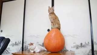 131023 かぼちゃ乗り猫　Cat and pumpkin