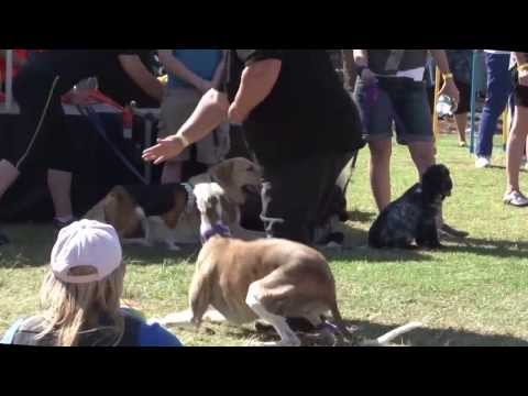 2013 Pride Fair Day Brisbane - Farmer Dave hosting Dog Events