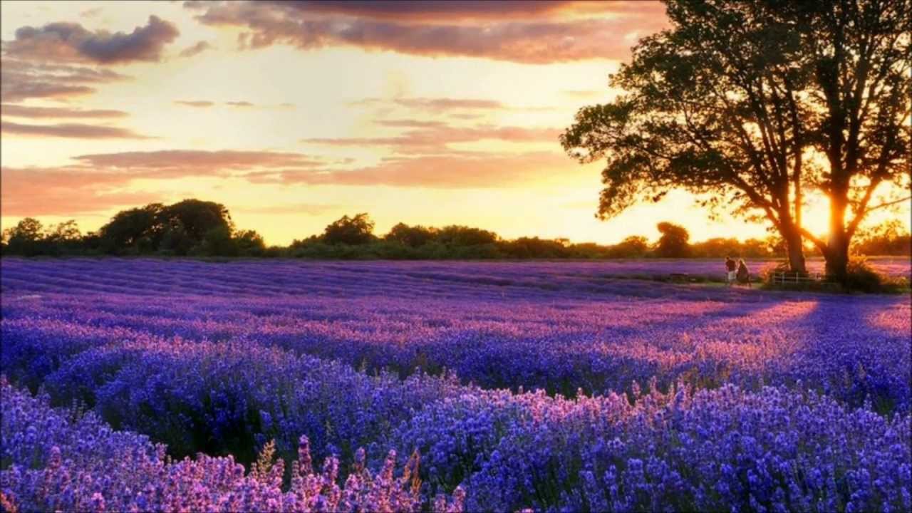Lavender (Relax Music) YouTube