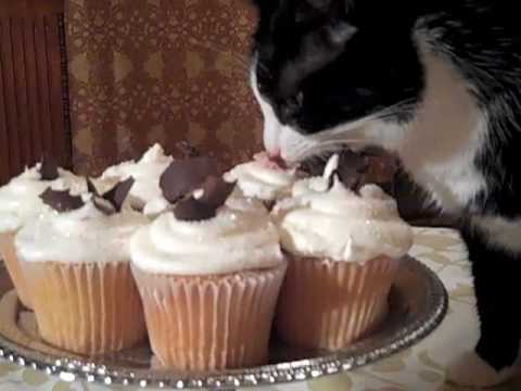 Image result for Cat Eating cupcake