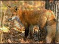 Forever Autumn - Justin Hayward