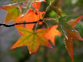 Forever Autumn - Justin Hayward