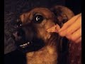Vtipný pes se snaží chytnout kus jídla