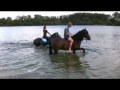paarden in bad