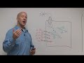 How Insulin Gets Glucose Into a Cell