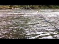 Salmon Fishing the Green River. Auburn Washington