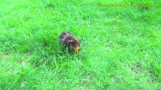 Baby Guinea Pig Running Around, Walking Outside