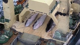 Sea Shepherd intercepts Japanese whaling fleet