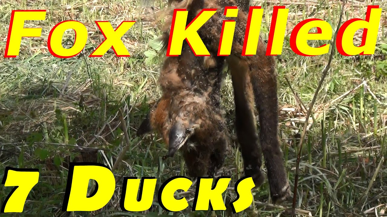 Fox Kills 7 Of My Ducks, I Killed The Fox 62 Hatching Ducklings Ducks