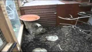 My Bird Aviary