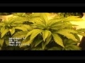 Medical Marijuana Grow 1