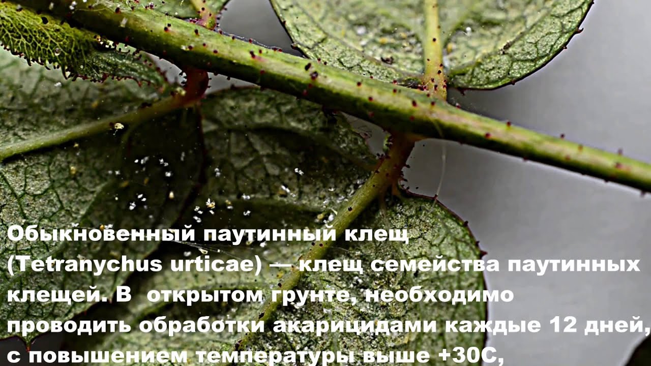 Как лечить домашний цветок от паутинного клеща Как лечить домашний цветок от паутинного клеща