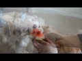 Kitty with a Watermelon Addiction